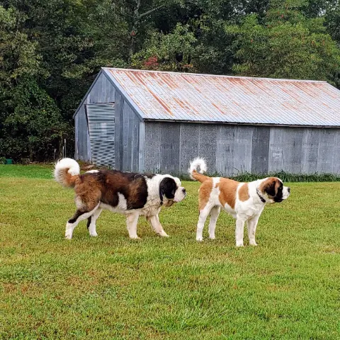 Two St. Bernards